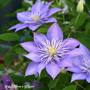 \̔ N}`X c tFA[u[ kMm[Tn 炫֌n {̃N}`X 3|bg sugi 3{ȍ~