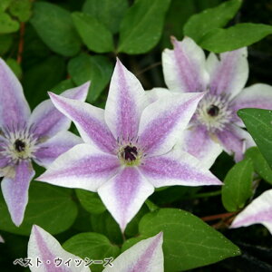 \̔ N}`X c xXgEBbV[Y t_n {̃N}`X 3|bg sugi 3{ȍ~