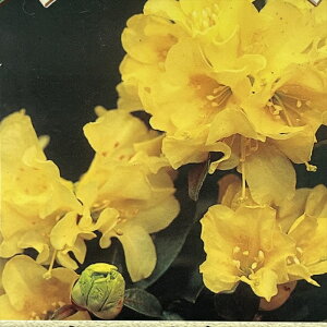 \̔ VNiQ TtNC[ 4.5 o^i Jԗ\芔 mVNiQ ႭȂ Γ ԕc  Ԗ ttd 11{ȍ~