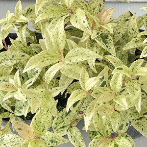 \̔ mCie t}[W 9cm|bg V J[[t  c Ԗ ttd 11{ȍ~