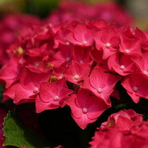 AWTC fB[vbh 10.5cm|bg nChWA c ԕc c  z szi