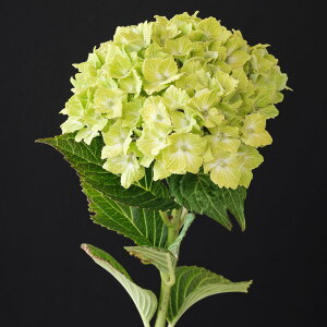 \̔ AWTC }WJv\fB 10.5cm|bg nChWA c ԕc c  z szi 10{ȍ~