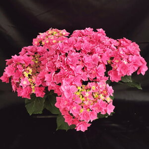 \̔ AWTC tFU[sN 10.5cm|bg nChWA c ԕc c  z szi 10{ȍ~