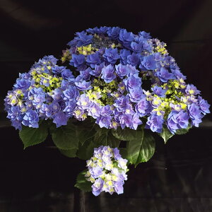 \̔ AWTC tFU[u[ 10.5cm|bg nChWA c ԕc c  z szi 10{ȍ~