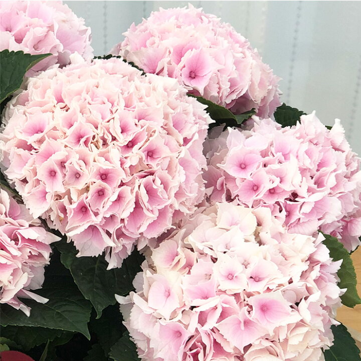 予約販売 アジサイ コットンキャンディ 10 5cmポット ハイドランジア 苗 花苗 苗木 あじさい 紫陽花 szi 10月下旬以降発送 フラワーネット 日本花キ流通