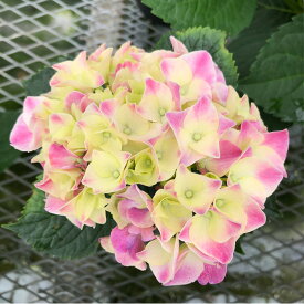 アジサイ マジカルマーブルピンク 10.5cmポット 苗 花苗 あじさい 紫陽花 szi