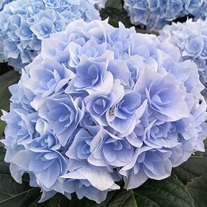 �\��̔� �A�W�T�C �|�[�W�B�u�[�P�G���[�u���[ 10.5cm�|�b�g �������Ɖ��| �n�C�h�����W�A �c �ԕc �c�� �������� ���z�� szi 3�����{�ȍ~����