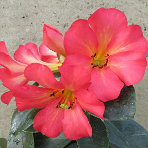 \̔ }[VAVNiQ rA T^YMtg 5 Jԗ\芔 ႭȂ Γ ԕc  Ԗ ttd 11{ȍ~