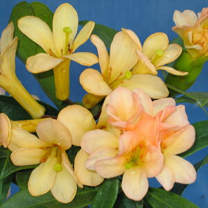 \̔ }[VAVNiQ rA WXgs[`B 5 Jԗ\芔 ႭȂ Γ ԕc  Ԗ ttd 11{ȍ~