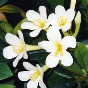\̔ }[VAVNiQ rA nChzCgW@f 5 Jԗ\芔 ႭȂ Γ ԕc  Ԗ ttd 11{ȍ~
