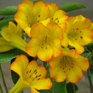 \̔ }[VAVNiQ rA nGhS[h 5 Jԗ\芔 ႭȂ Γ ԕc  Ԗ ttd 11{ȍ~