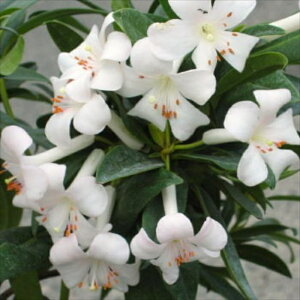 \̔ }[VAVNiQ rA vZXALTh 5 Jԗ\芔 ႭȂ Γ ԕc  Ԗ ttd 11{ȍ~