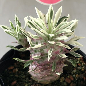 A sd[tHrA pCibvR[ قق݃pC 9cm|bg A  o^i [tHrA