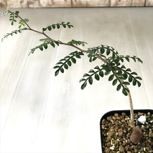 A caIyNJA fJ[  A  R[fbNX 9cm|bg