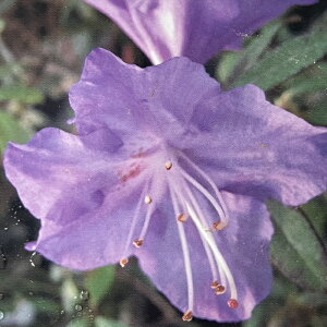 \̔ u[ccW Ȃ 4.5 o^i Jԗ\芔  ԕc  Ԗ ttd 11{ȍ~