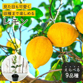選べるレモン 苗 9cmポット 檸檬 ポットレモン レモンの木 斑入りレモン 苗木 庭木 柑橘 果樹苗 香酸柑橘 mtl