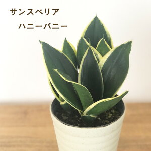 ϗtA TXxA nj[oj[ 4 ϗtA ^   蕨 v[g CeA 