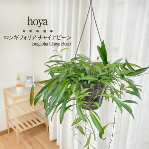 ϗtA z MtHA `Cir[Y 5 ݂蔫 ݂艺 nMO  ϗtA  蕨 v[g CeA  grb