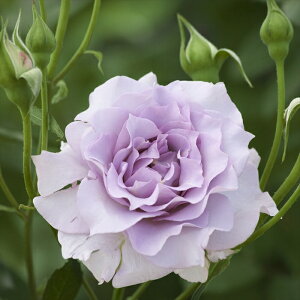 \̔ oc oc ͖{o T o^i lG炫 KN ΂   tko 2{ȍ~