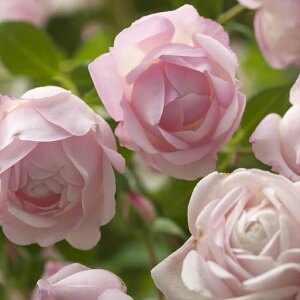 \̔ oc oc ͖{o u[ o^i lG炫 KN ΂  sN tko 2{ȍ~