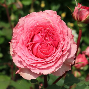 \̔ oc oc ͖{o [YRi o^i lG炫 KN ΂  sN tko 2{ȍ~