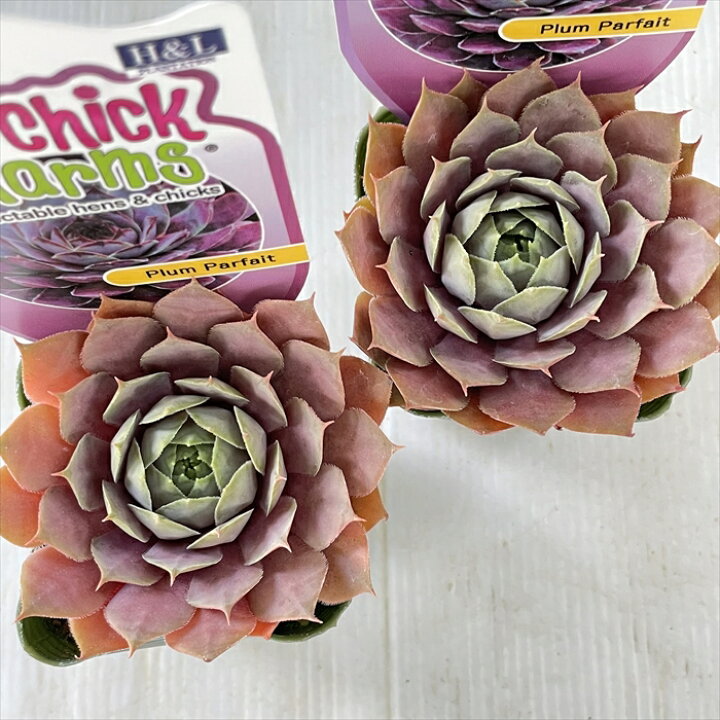 楽天市場】多肉植物 shセンペルビウム プラムパフェ 7.5cmポット 