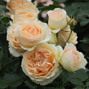 \̔ oc oc M[ WFkBG[IV JԂ炫 KN ΂  IW ommo 2{ȍ~