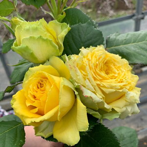 \̔ oc oc T[Y t@^XeBbN lG炫 KN ΂  F ommo 2{ȍ~