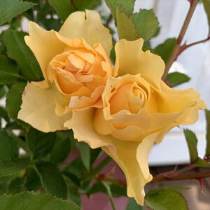 \̔ oc oc ㉀| J`[V lG炫 KN ΂  F kho 2{ȍ~