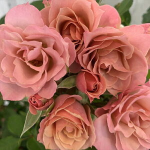 \̔ oc oc ㉀| i߂j lG炫 KN ΂  sN kho 2{ȍ~