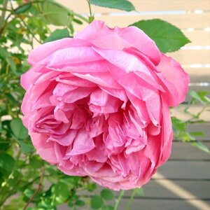 \̔ oc oc ㉀| JX lG炫 KN ΂  sN kho 2{ȍ~