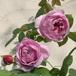 \̔ oc oc ㉀| RghDtF[ lG炫 KN ΂  sN kho 2{ȍ~