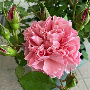 \̔ oc oc ㉀| At@hDRC lG炫 KN ΂  sN kho 2{ȍ~