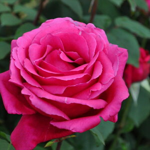 \̔ oc oc ㉀| 񂶂蚒f02i񂶂΂₵j lG炫 KN ΂   kho 2{ȍ~