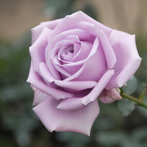 \̔ oc oc ㉀| iӂނ߁j lG炫 KN ΂   kho 2{ȍ~