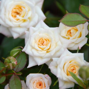 \̔ oc oc ㉀| ~L[EFC lG炫 KN ΂   F sN kho 2{ȍ~