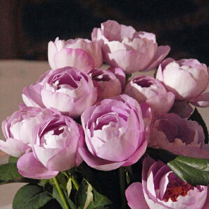 \̔ oc oc ㉀| uhDpt@ lG炫 KN ΂   kho 2{ȍ~