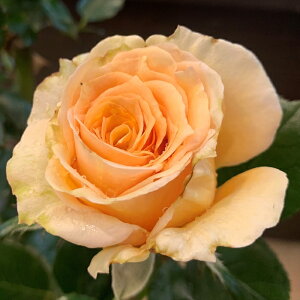 \̔ oc oc ㉀| ܂ lG炫 KN ΂  IW AvRbg kho 2{ȍ~