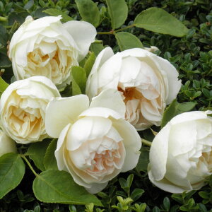 yyVX[p[Z[ P5{z \̔ oc oc ㉀| veBbg|[ lG炫 KN ΂   kho 2{ȍ~