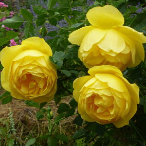 \̔ oc oc ㉀| ~G[ lG炫 KN ΂  F kho 2{ȍ~