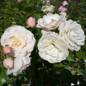 \̔ oc oc m GuACXo[O lG炫 KN ΂  F kjo 2{ȍ~