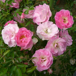 \̔ oc oc m XvOp lG炫 KN ΂  sN kjo 2{ȍ~