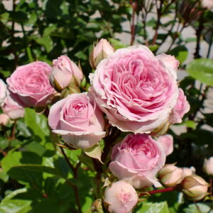 \̔ oc oc m niO} lG炫 KN ΂  sN kjo 2{ȍ~