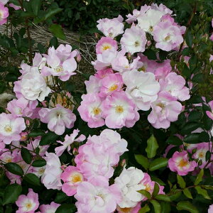 \̔ oc oc m Ԃ̓^JdJ lG炫 KN ΂  sN kjo 2{ȍ~