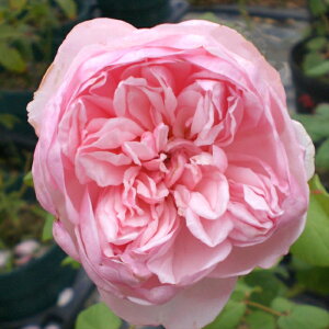 予約販売 バラ苗 バラ大苗 確実園 マザーエレガンス 四季咲き 薔薇 ばら 送料無料 ピンク kjo 2月中旬以降発送