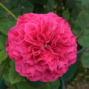 \̔ oc oc m }U[YWF lG炫 KN ΂  sN  kjo 2{ȍ~