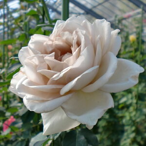 \̔ oc oc RNV _ChO[ lG炫 KN ΂  x[W uE F kjo 2{ȍ~