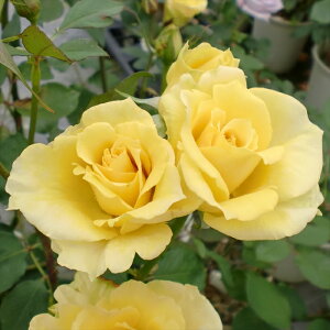 \̔ oc oc RNV jP lG炫 KN ΂  F kjo 2{ȍ~