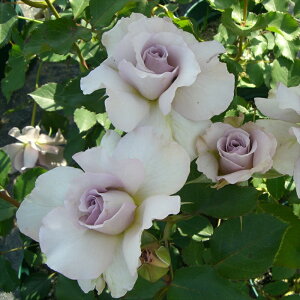 \̔ oc oc RNV j[EF[u lG炫 KN ΂   kjo 2{ȍ~