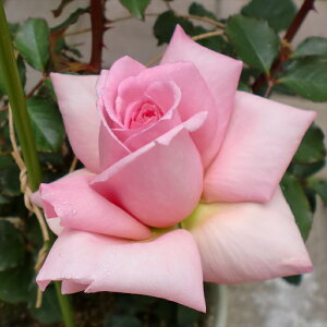 \̔ oc oc RNV tOgq lG炫 KN ΂  sN kjo 2{ȍ~